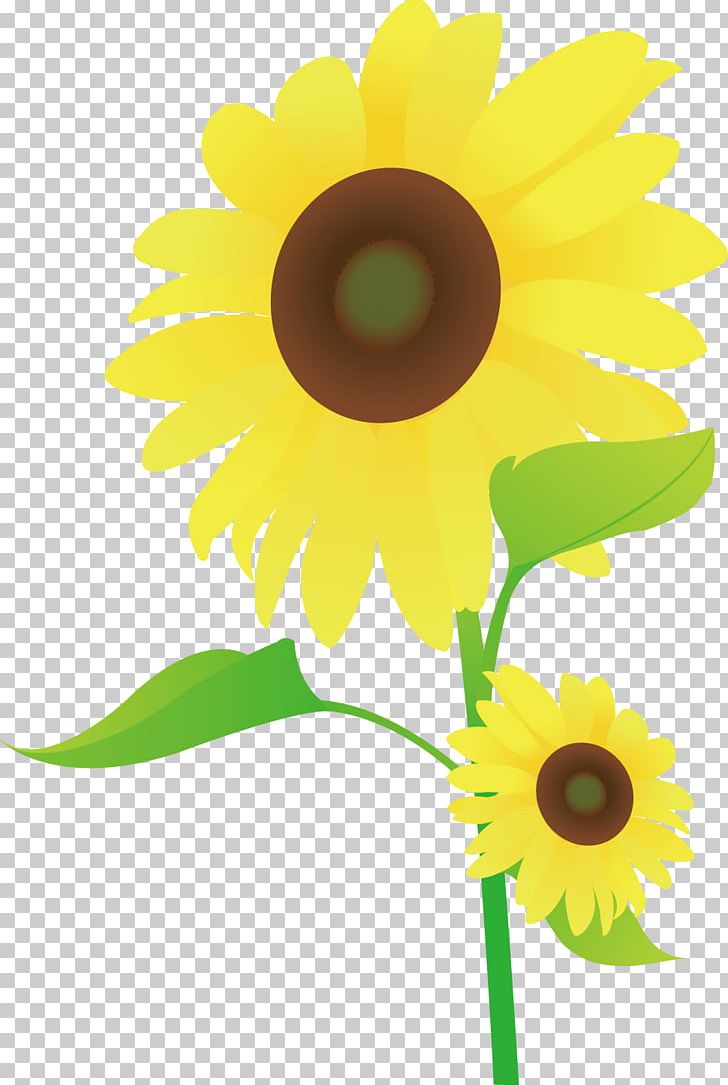Common Sunflower Drawing Animation Cartoon Dessin Animxe9 PNG, Clipart, Animation, Autumn, Autumn Leaves, Autumn Tree, Autumn Vector Free PNG Download