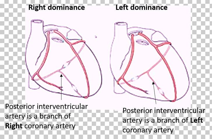 Drawing Heart Blood Artery Coronary Circulation PNG, Clipart, Anatomy, Angle, Area, Arm, Artery Free PNG Download