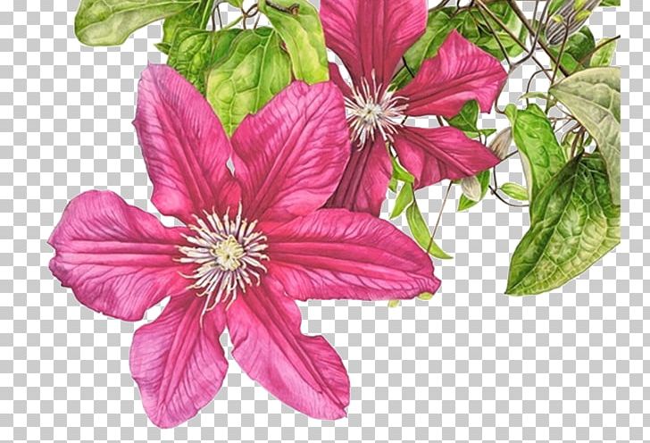 Sun Flowers PNG, Clipart, Art, Artist, Botanical Illustration, Botany, Clematis Free PNG Download