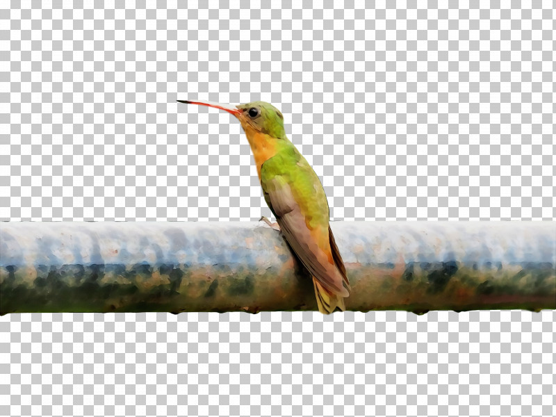 Hummingbird PNG, Clipart, Beak, Bird, Coraciiformes, Hummingbird, Paint