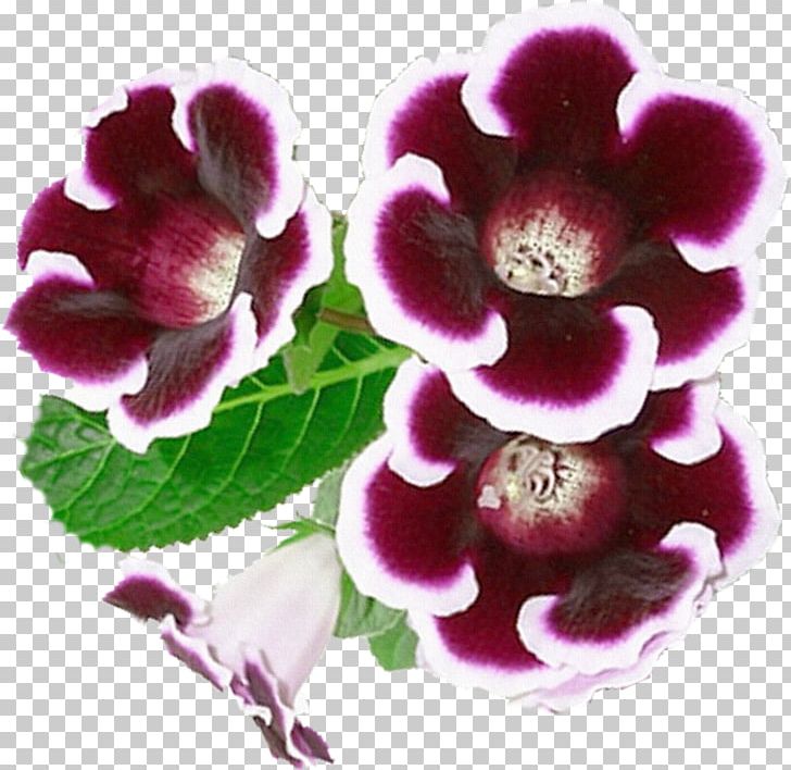 Flower Computer Icons Gloxinia PNG, Clipart, Computer Icons, Flower, Flower Bouquet, Flowering Plant, Gloxinia Free PNG Download