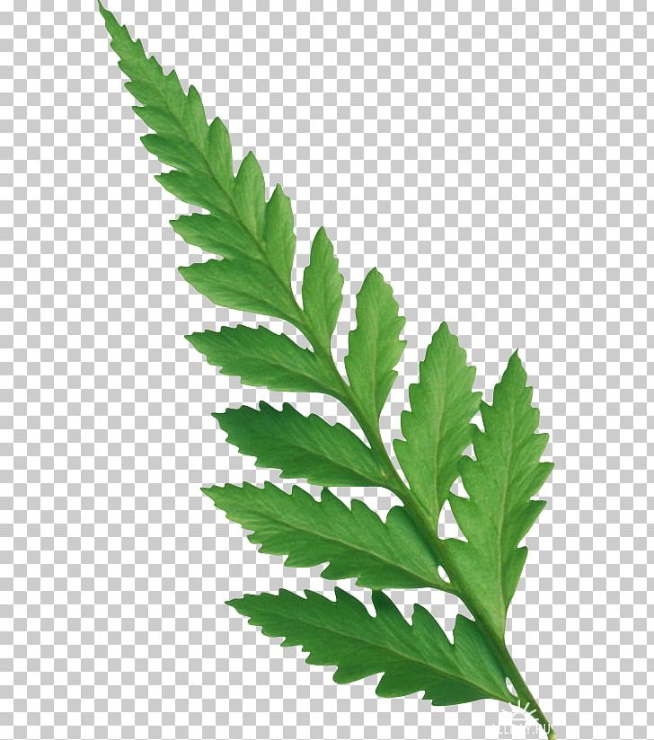 Leaf Raster Graphics Plant Stem PNG, Clipart, Advertising, Cannabis, Flora, Green, Hemp Free PNG Download