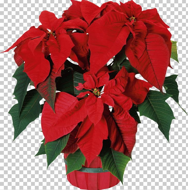 Poinsettia Seed Bonsai Flower Garden PNG, Clipart, Annual Plant, Bonsai, Cut Flowers, Flower, Flowering Plant Free PNG Download