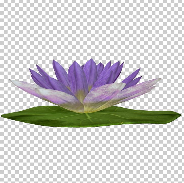 Purple Nelumbo Nucifera PNG, Clipart, Albom, Art, Clip Art, Download, Flower Free PNG Download