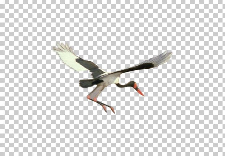 Bird Goose PNG, Clipart, Animal, Animals, Background White, Beak, Bird Free PNG Download