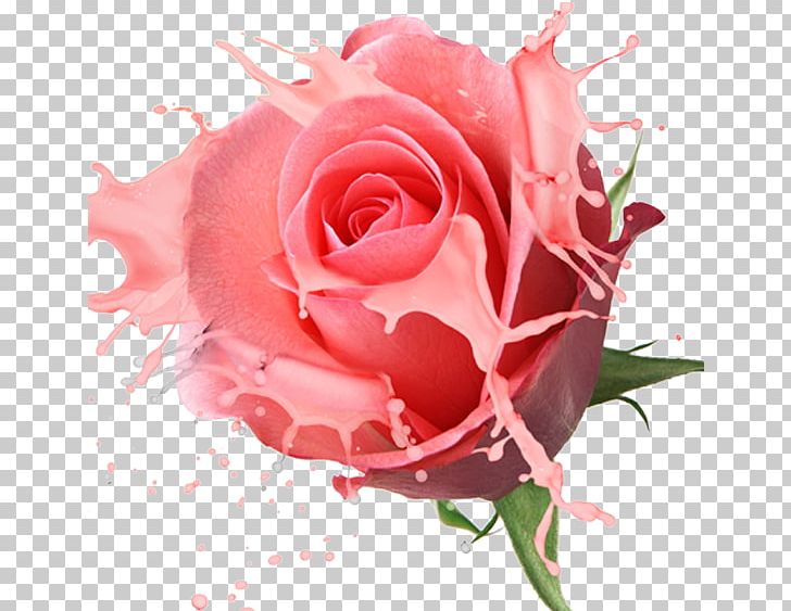 Flower Stock.xchng Rose Floristry Photography PNG, Clipart, China Rose, Computer Wallpaper, Cut Flowers, Floribunda, Flower Arranging Free PNG Download