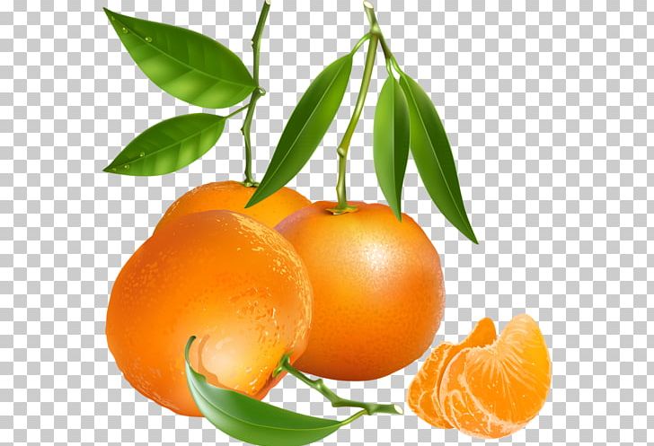 Tangerine Mandarin Orange Graphics PNG, Clipart, Bitter Orange, Calamondin, Chenpi, Citric Acid, Citrus Free PNG Download