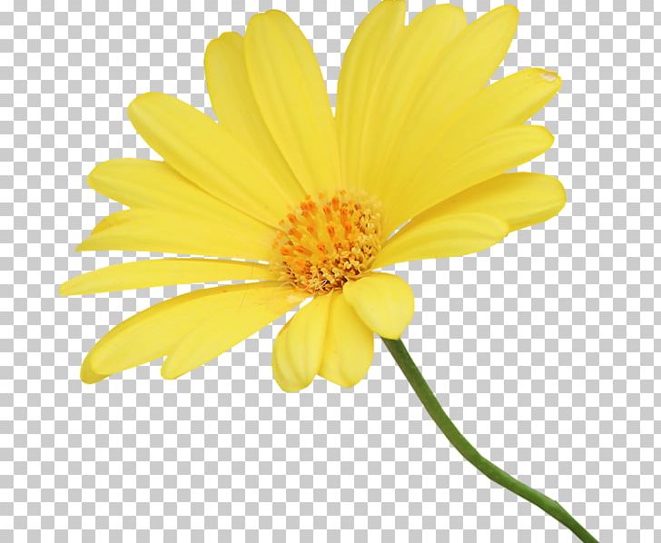 Yellow Chrysanthemum Euclidean PNG, Clipart, Animation, Argyranthemum Frutescens, Calendula, Chrysanths, Closeup Free PNG Download