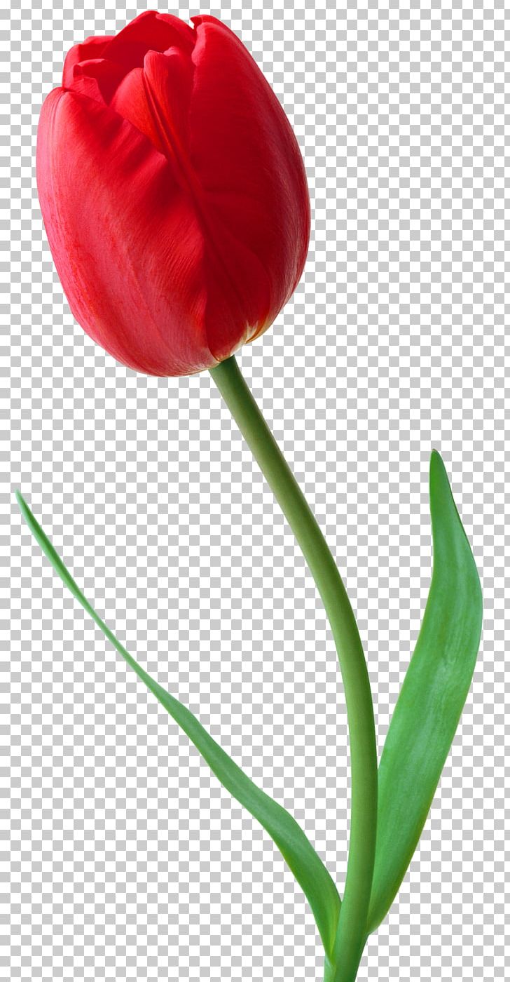 Tulip Flower Desktop PNG, Clipart, Clip Art, Color, Computer Icons, Cut Flowers, Desktop Wallpaper Free PNG Download