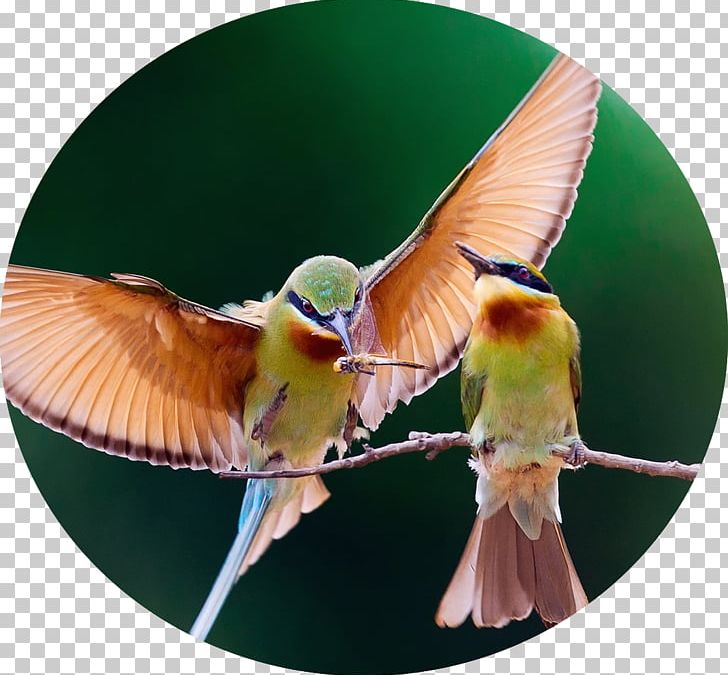 Bird Desktop IPhone 4S Flight IPad PNG, Clipart, 1080p, Beak, Beeeater, Bird, Birds And Insects Free PNG Download