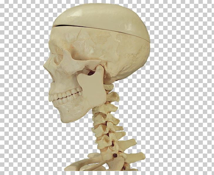 Bone Skull Human Anatomy PNG, Clipart, Anatomia, Anatomy, Bone, Coreldraw, Data Compression Free PNG Download