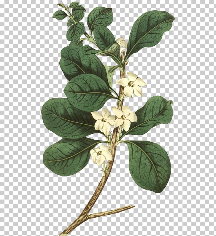 Botany Flower PNG, Clipart, Art, Berry, Botanical Illustration, Botany, Drawing Free PNG Download