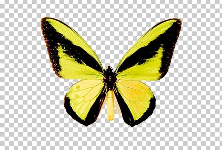 Clouded Yellows Monarch Butterfly Moth Gossamer-winged Butterflies PNG, Clipart, Arthropod, Brush Footed Butterfly, Butterfly, Colias, Insect Free PNG Download