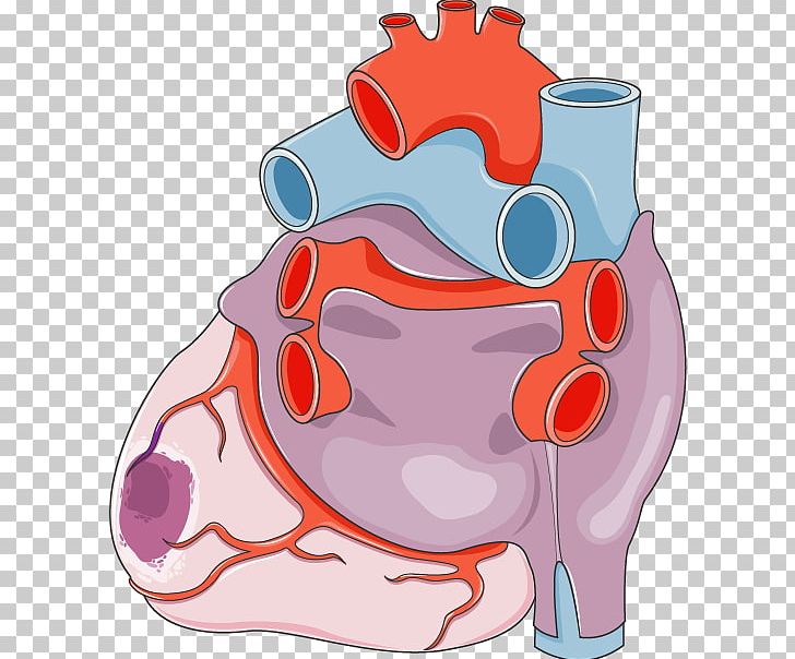 Heart Acute Myocardial Infarction Circulatory System Cardiovascular Disease PNG, Clipart, Acute Myocardial Infarction, Anatomy, Cardiac Muscle, Cardiovascular Disease, Circulatory System Free PNG Download