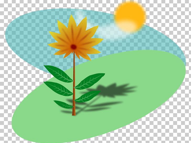 Plant PNG, Clipart, Common Daisy, Computer Icons, Daisy, Daisy Family, Dandelion Free PNG Download