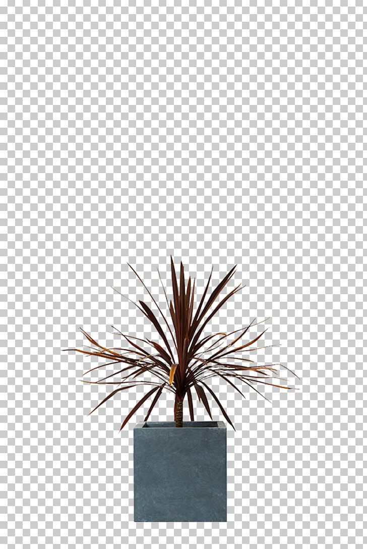 Silverberry Houseplant Dwarf Umbrella Tree Hardiness PNG, Clipart, Agavaceae, Agave, Araliaceae, Arecales, Cordyline Indivisa Free PNG Download