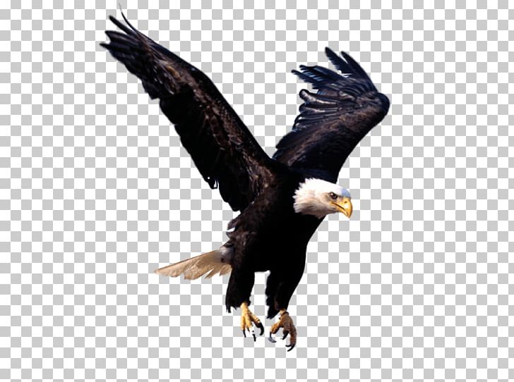 Bald Eagle PNG, Clipart, Accipitriformes, Animal, Animals, Bald Eagle, Beak Free PNG Download