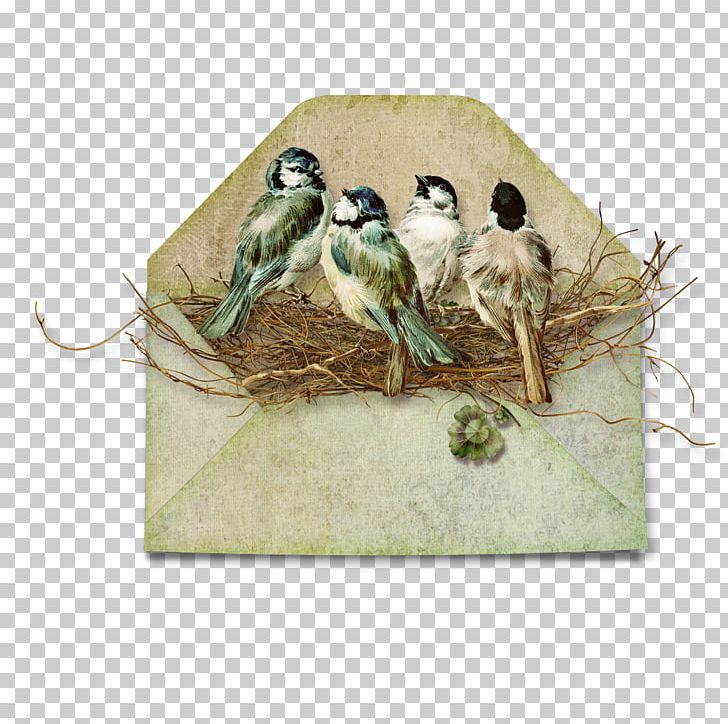 Bird Paper Scrapbooking Envelope PNG, Clipart, Ansichtkaart, Beak, Bird, Bird Nest, Birds Free PNG Download