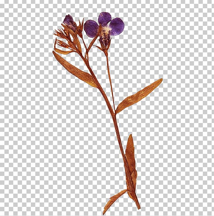 Flower Herbarium PNG, Clipart, Branch, Clip Art, Cut Flowers, Digital Image, Flora Free PNG Download