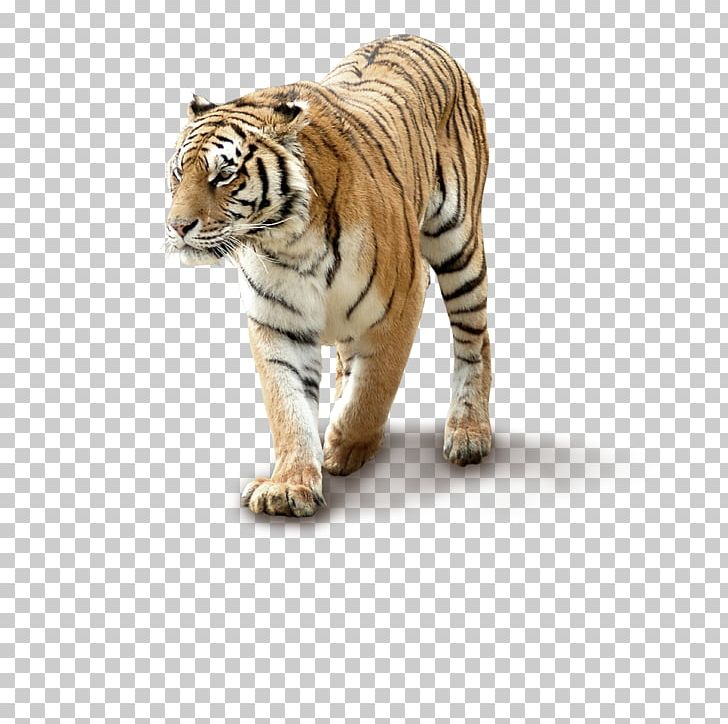 Siberian Tiger Cat Small Telescope PNG, Clipart, Animals, Big Cats, Carnivoran, Cat, Cat Like Mammal Free PNG Download