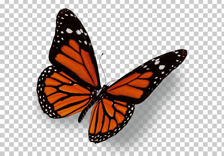 The Monarch Butterfly Insect PNG, Clipart, Arthropod, Brush Footed Butterfly, Butterflies And Moths, Butterfly, Insect Free PNG Download