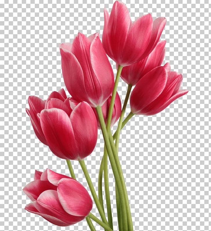 Tulip Bouquet PNG, Clipart, Flowers, Nature, Tulip Free PNG Download
