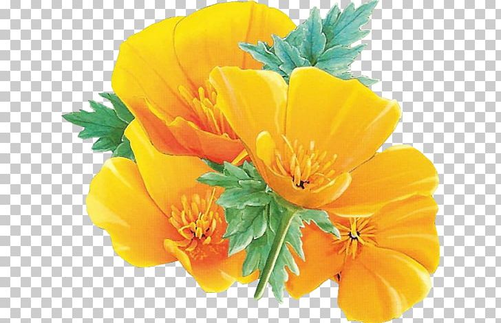 Yellow Flower California Poppy PNG, Clipart, California Poppy, Cari, Cerise, Cicek Resimleri, Clip Art Free PNG Download