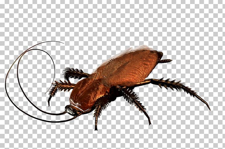 Cockroach Beetle Pest Control PNG, Clipart, Animal, Animals, Arthropod, Beetle, Bug Guy Pest Control In Okc Free PNG Download