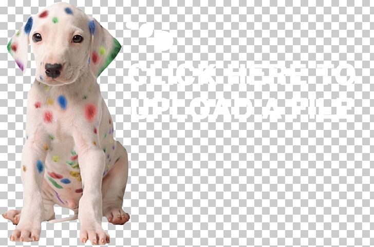 SpeedPro Imaging Centreville Printing PNG, Clipart, Advertising, Cards, Carnivoran, Companion Dog, Dalmatian Free PNG Download