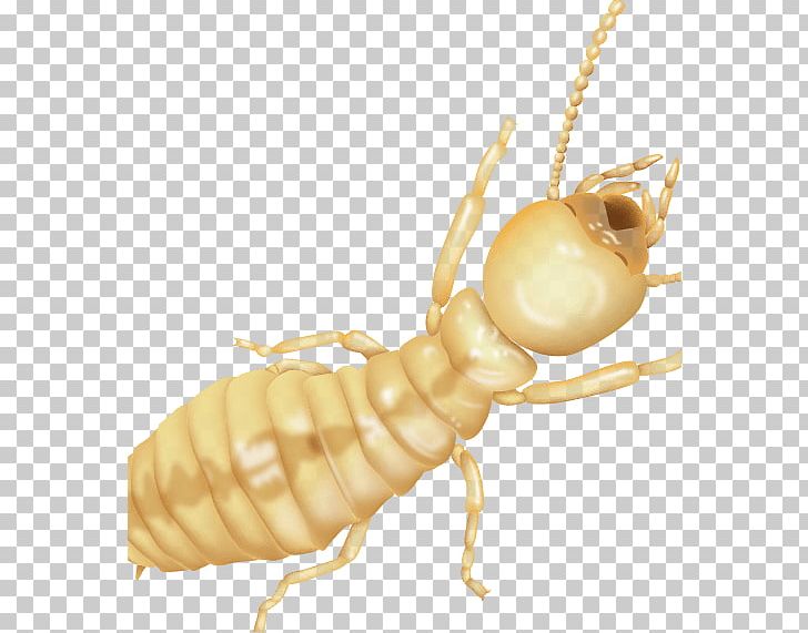 Termite Fumigation Sentricon Pest Control Hawaii PNG, Clipart, Aloha Termite Pest Control, Arthropod, Bait, Bed, Bed Bug Free PNG Download