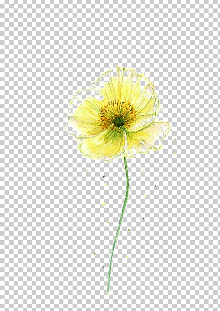 Transvaal Daisy Chrysanthemum Cut Flowers Yellow PNG, Clipart, Chrysanthemum, Daisy Family, Explosion Effect Material, Flower, Flowering Plant Free PNG Download
