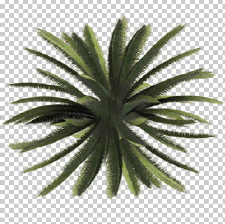 Tree Plant Shrub Site Plan PNG, Clipart, Agave, Aloe, Architecture, Arecaceae, Arecales Free PNG Download