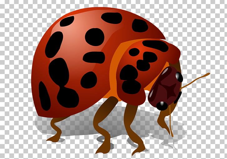 Beetle Art Color PNG, Clipart, Arthropod, Beetle, Bugs, Clip Art, Computer Icons Free PNG Download