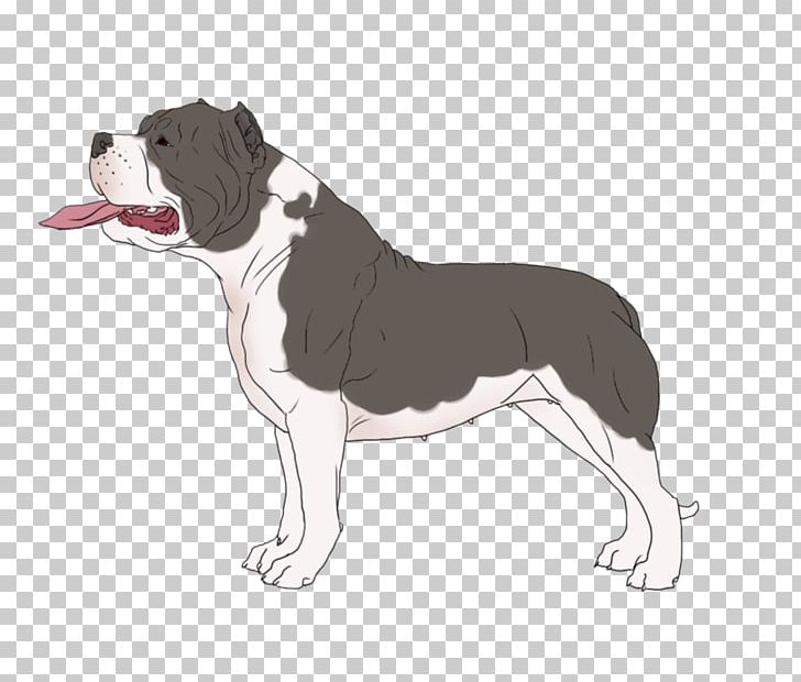 Boston Terrier Olde English Bulldogge Dog Breed Snout PNG, Clipart, Boston, Boston Terrier, Breed, Bulldog, Bulldog Breeds Free PNG Download