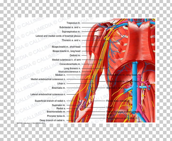 Arm Blood Vessel Muscle Shoulder Nerve PNG, Clipart, Anatomy, Arm, Blood Vessel, Deltoid Muscle, Elbow Free PNG Download