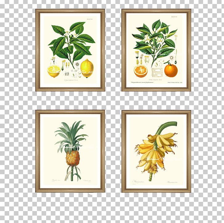 Botanical Illustration Botany Frames Art PNG, Clipart, Art, Botanical Illustration, Botany, Citrus, Deciduous Free PNG Download