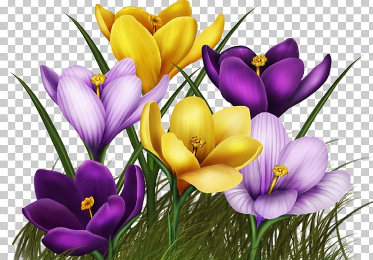 Flower Animated Film PNG, Clipart, Computer Wallpaper, Crocus, Cut Flowers, Desktop Wallpaper, Floral Design Free PNG Download