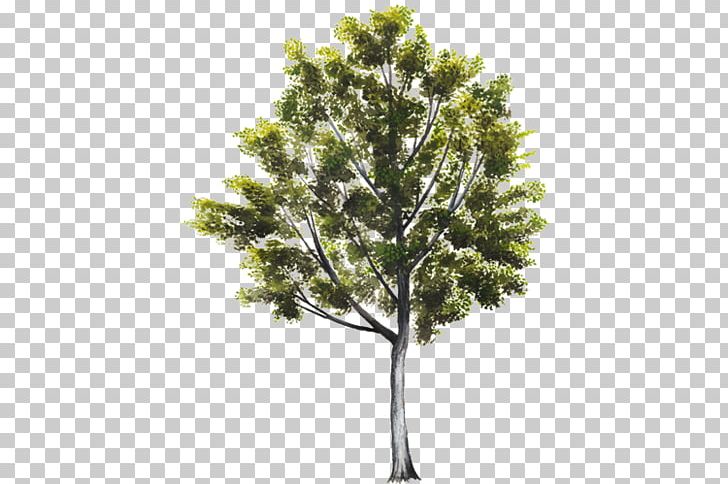 Pine Tree Visual Software Systems Ltd. Thumb Picos De Europa PNG, Clipart, 4k Resolution, Architecture, Bit, Branch, Com Free PNG Download