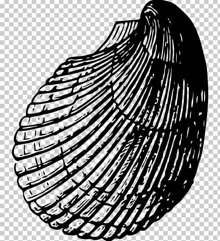 Seashell PNG, Clipart, Animals, Black And White, Circle, Color, Conch Free PNG Download
