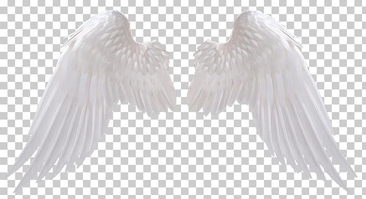 Angel PNG, Clipart, Angel, Angel Wings, Art, Art Angel, Beak Free PNG Download
