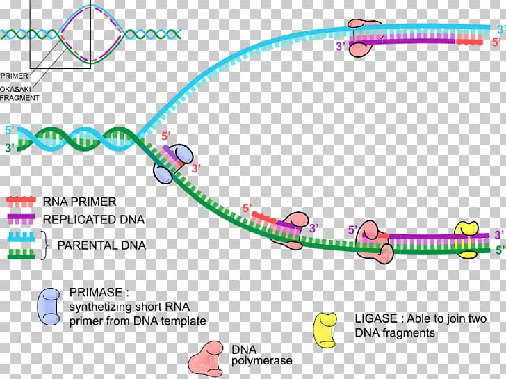 DNA Replication DNA Polymerase Primer PNG, Clipart, Biology, Body Jewelry, Brand, Circle, Diagram Free PNG Download