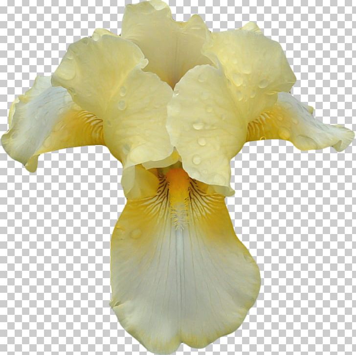 Flower PNG, Clipart, Blog, Clipart, Clip Art, Color, Cut Copy And Paste Free PNG Download