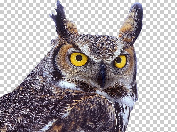 Great Horned Owl Bird Eastern Screech Owl Eurasian Eagle-owl PNG, Clipart, Animals, Beak, Bird, Bird Of Prey, Desktop Wallpaper Free PNG Download