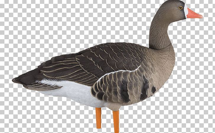 Greater White-fronted Goose Duck Avian-X AXP Fusion Speck Goose Decoys PNG, Clipart, Beak, Bird, Canada Goose, Decoy, Duck Free PNG Download