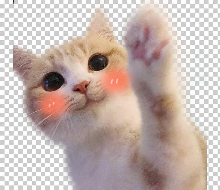 Ragdoll Kitten Hello Kitty Cat Food Mouse PNG, Clipart, Animal, Animals, Bag, Blush, Carnivoran Free PNG Download