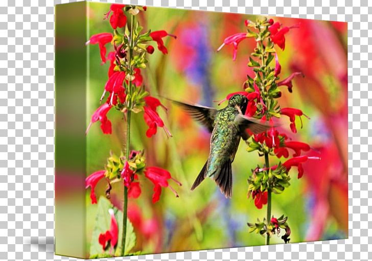 Ruby-throated Hummingbird Salvia Farinacea Salvia Guaranitica Stock Photography PNG, Clipart, Alamy, Beak, Bird, Blue, Branch Free PNG Download