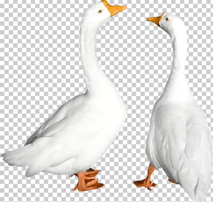 Duck Goose Cygnini Bird PNG, Clipart, Animal, Animation, Anime Character, Anime Eyes, Anime Girl Free PNG Download