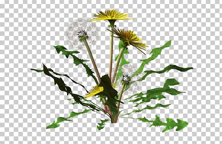 Flower Dandelion Painter PNG, Clipart, Blog, Branch, Cut Flowers, Daisy, Daisy Family Free PNG Download