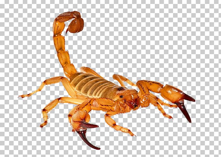 Scorpion Wise / Chem Safe Pest Control Laboratory PNG, Clipart, Animal, Arachnid, Arthropod, Desert, Education Free PNG Download