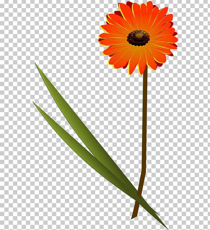 Transvaal Daisy Daisy Family Common Daisy PNG, Clipart, Chrysanthemum, Common Daisy, Common Sunflower, Cut Flowers, Daisy Free PNG Download